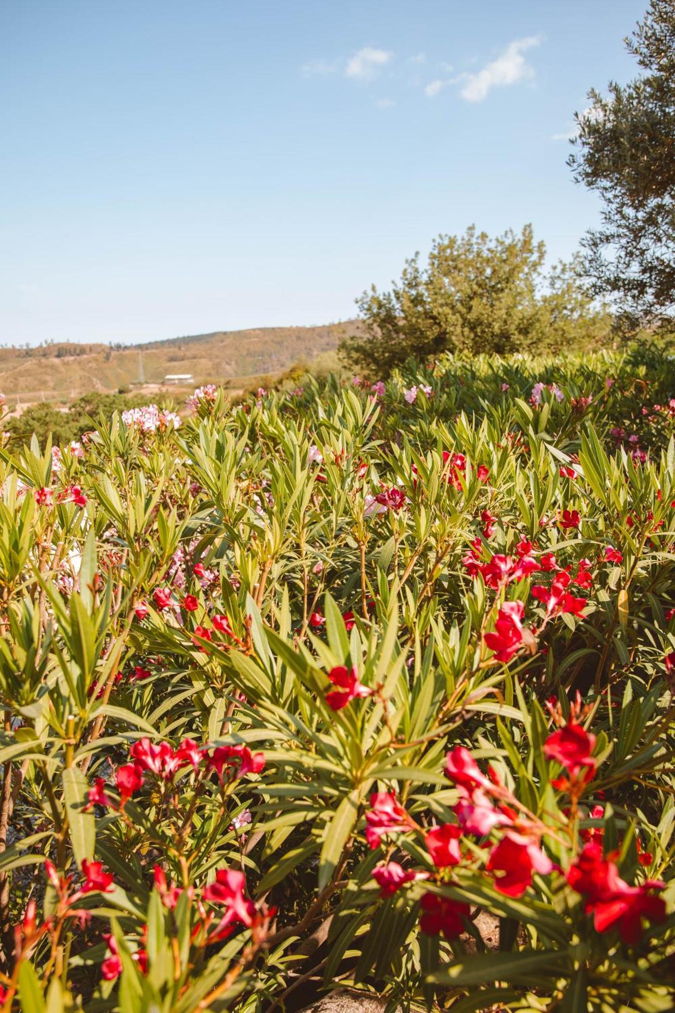 Calami - Villa Romeo - Private Apartments With Pool, Seaview & Olive Grove Santa Caterina Dello Ionio Marina Екстер'єр фото