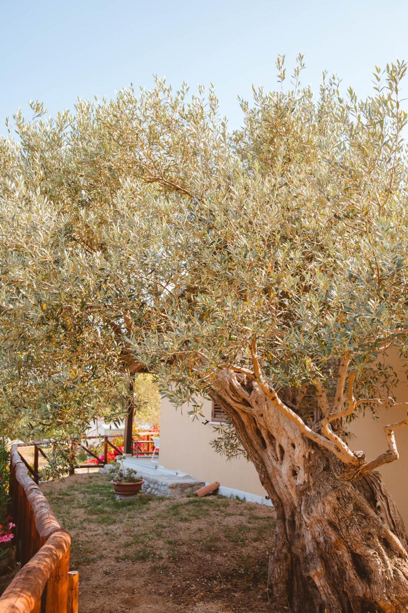 Calami - Villa Romeo - Private Apartments With Pool, Seaview & Olive Grove Santa Caterina Dello Ionio Marina Екстер'єр фото