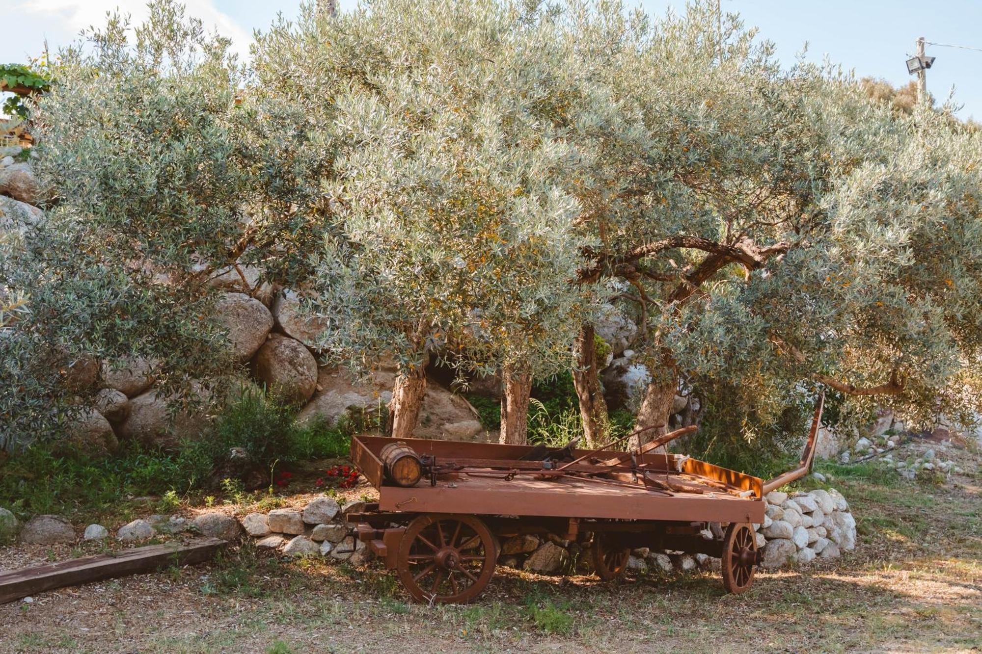 Calami - Villa Romeo - Private Apartments With Pool, Seaview & Olive Grove Santa Caterina Dello Ionio Marina Екстер'єр фото